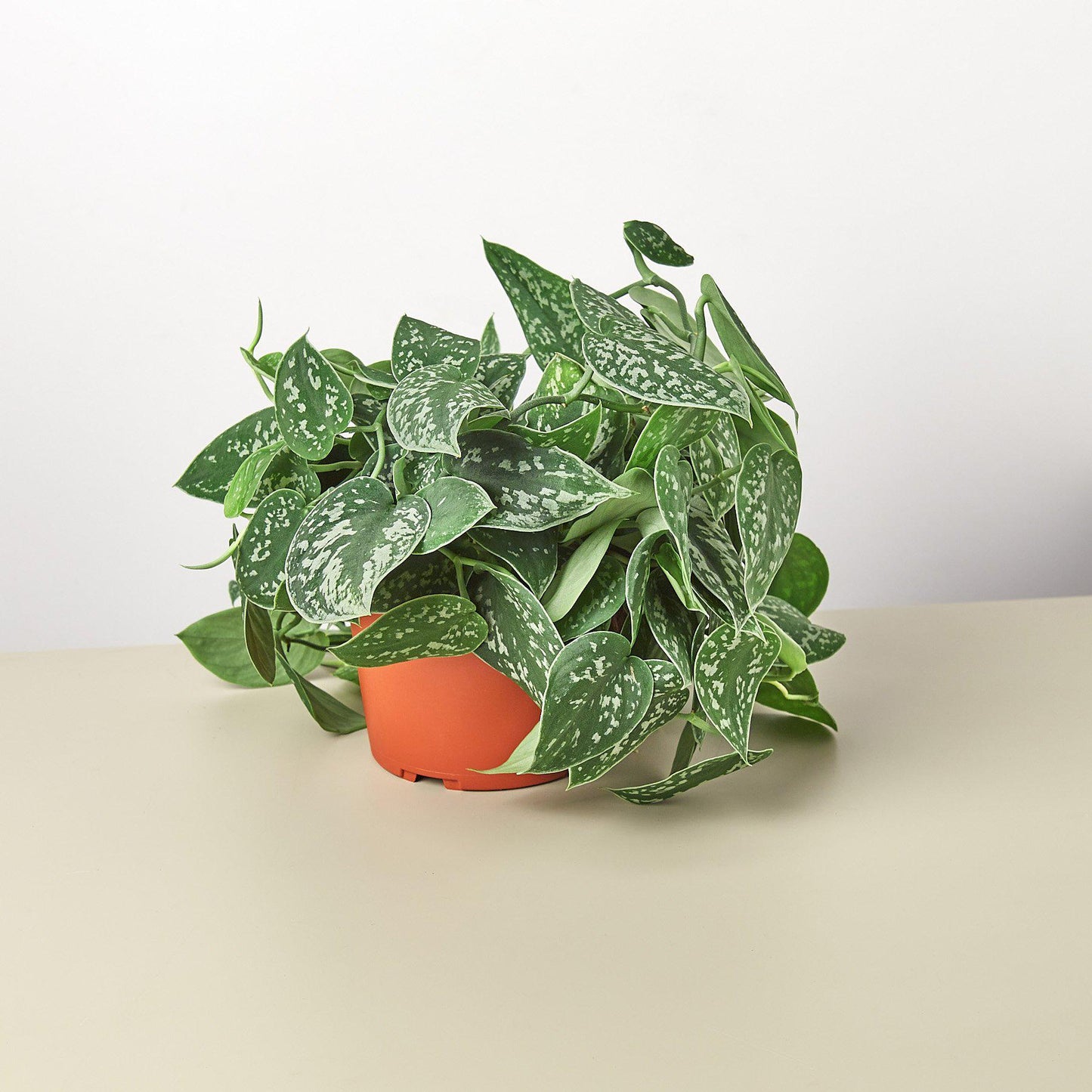 Pothos 'Satin' - House Plant Shop