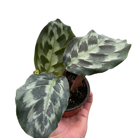 Calathea 'Kennedy'