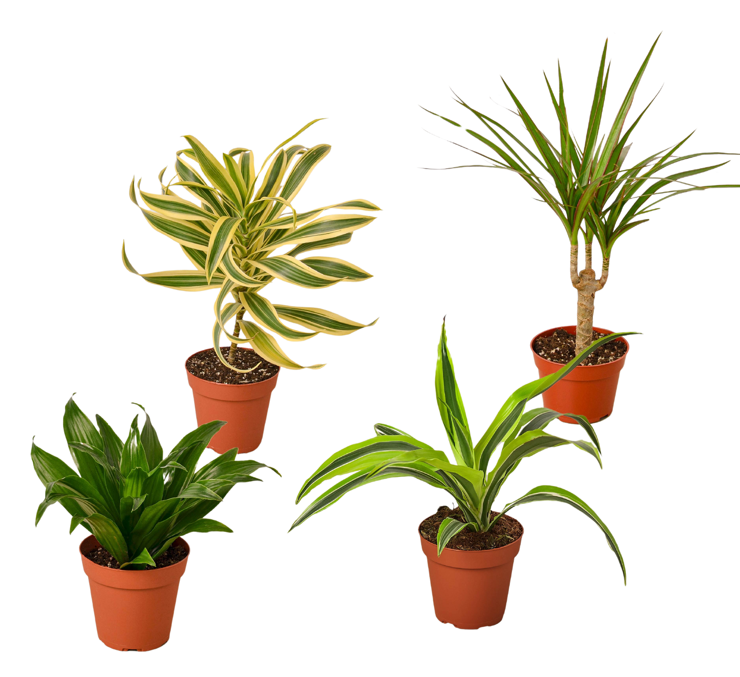 4 Different Dracaenas Variety Pack - Live House Plant - 4" Pot