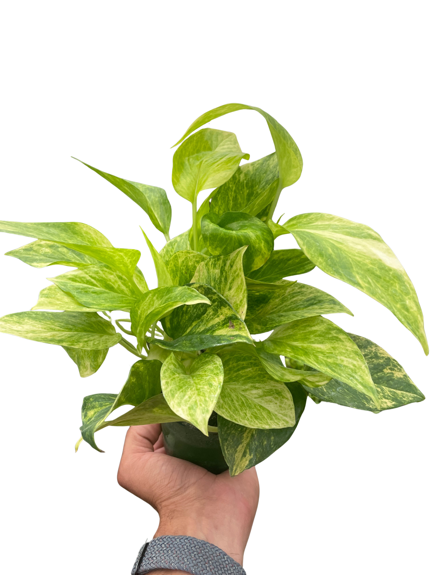 Pothos 'Neon Queen'