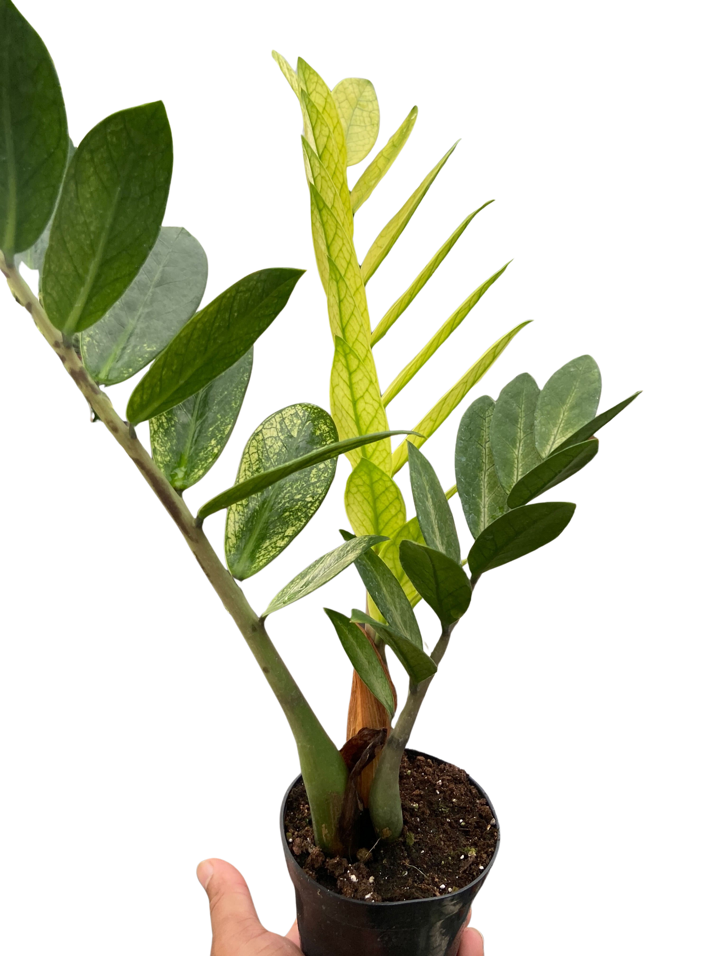 Zamioculcas 'Chameleon'