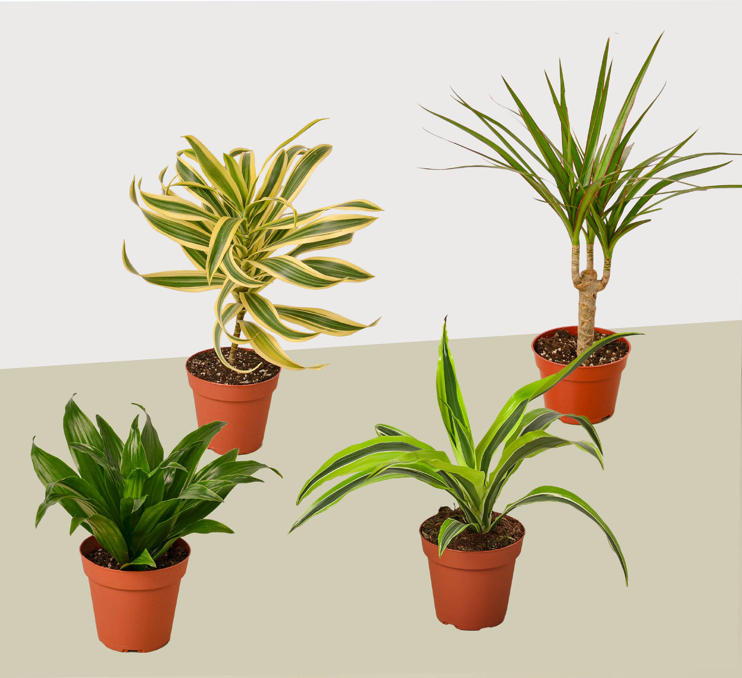 4 Different Dracaenas Variety Pack - Live House Plant - 4" Pot