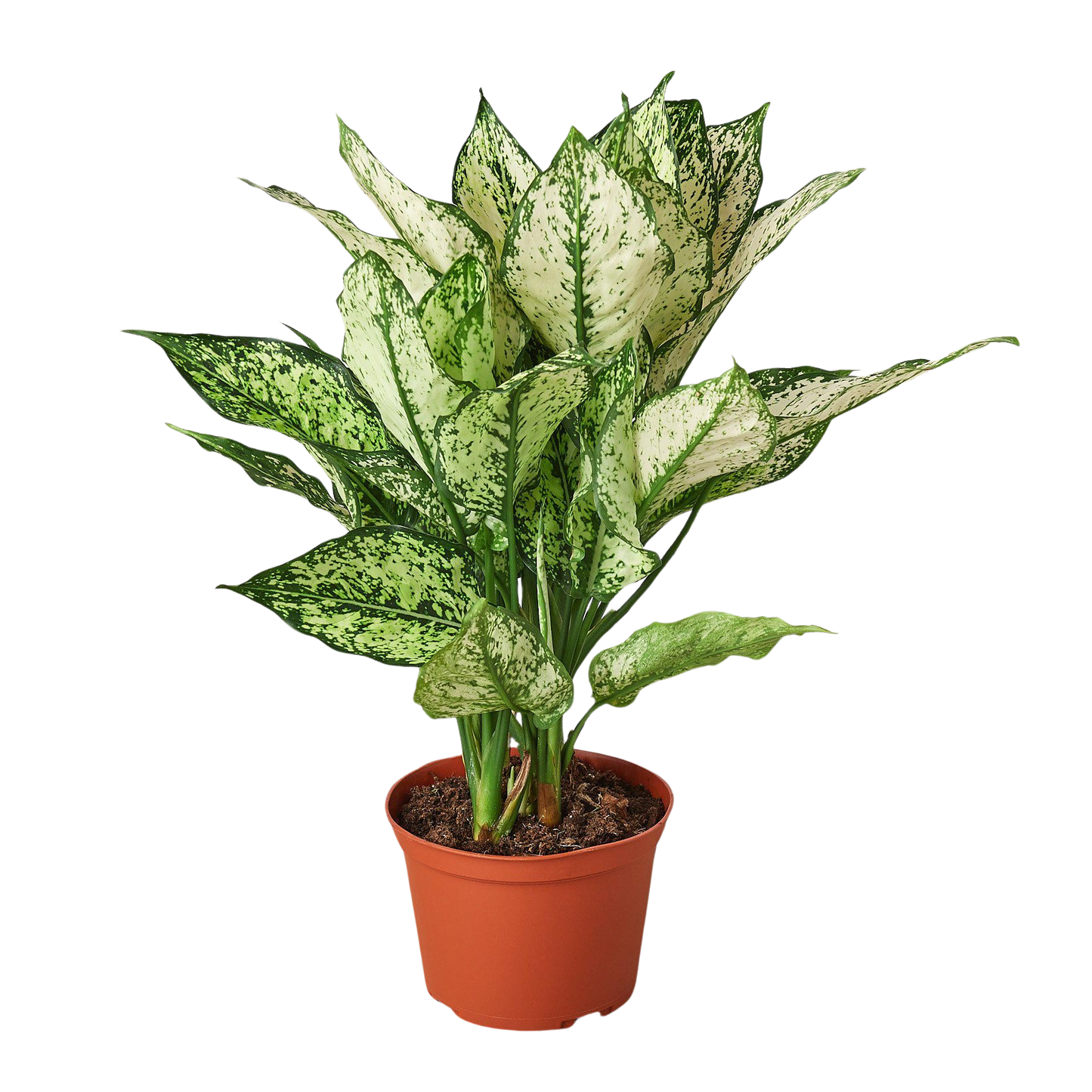 Chinese Evergreen 'First Diamond'