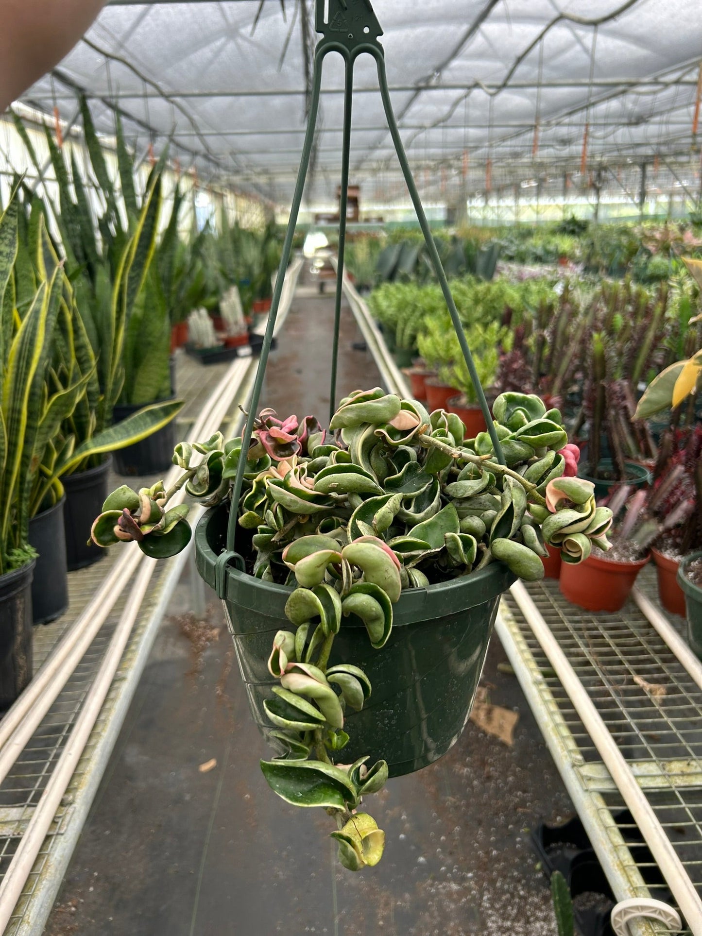 Hoya 'Rope Plant' Variegated