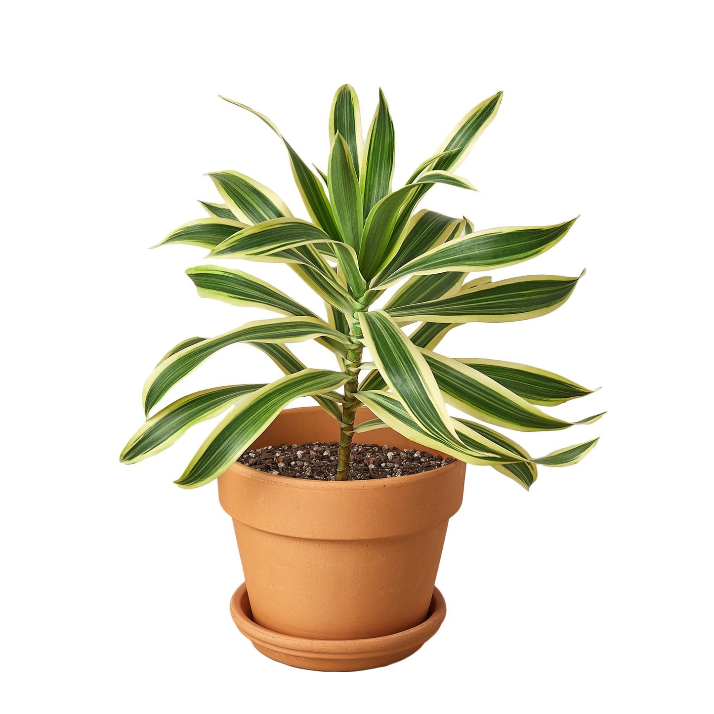 Dracaena 'Song of India'