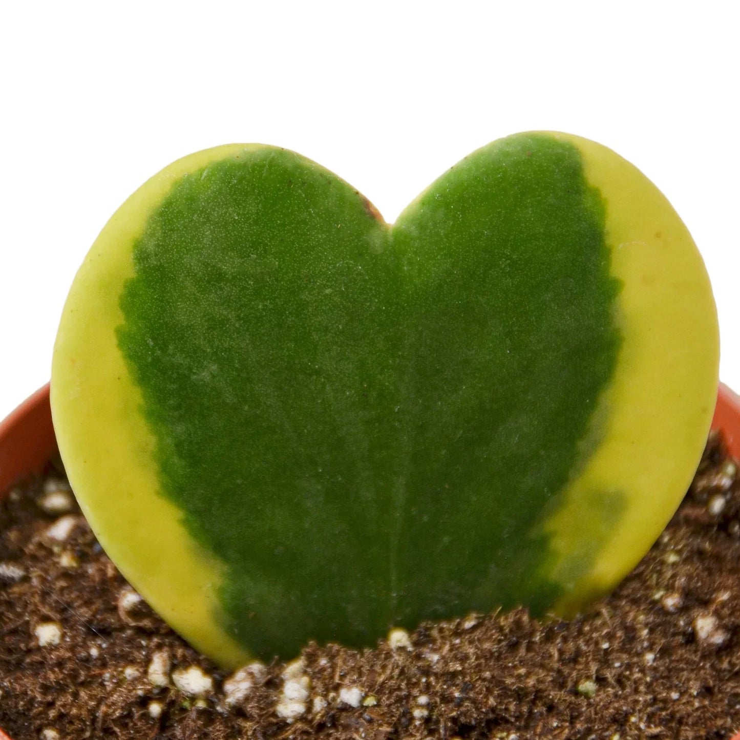 Hoya 'Sweetheart Variegated'